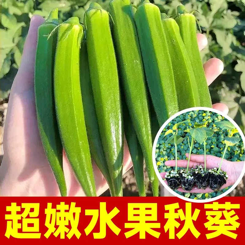 水果秋葵绿秋葵红秋葵苗优质秋葵苗四季庭院阳台高产