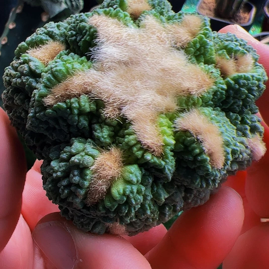 无花朵龟甲哥斯拉牡丹无根717