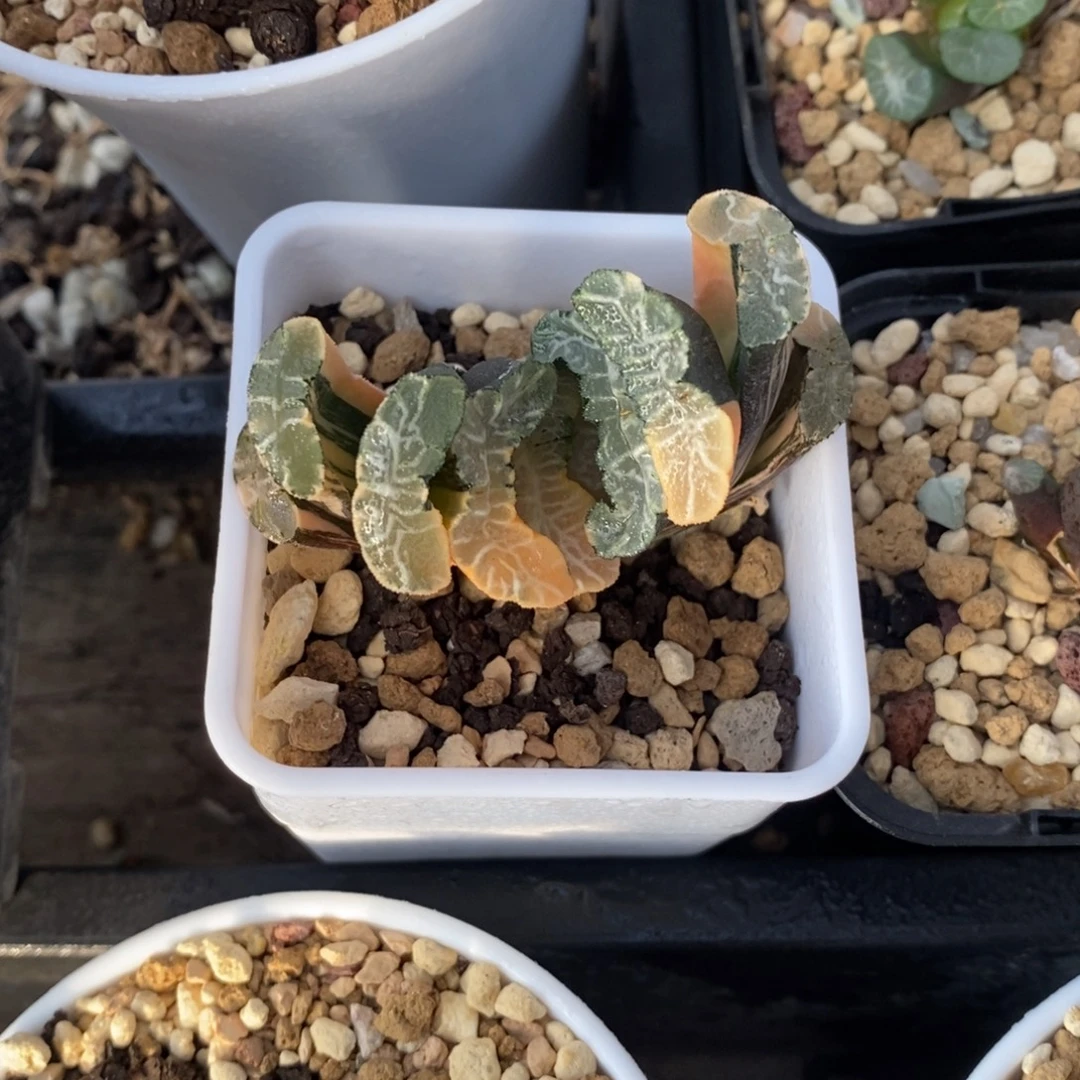 一颗玉扇锦 开播福利