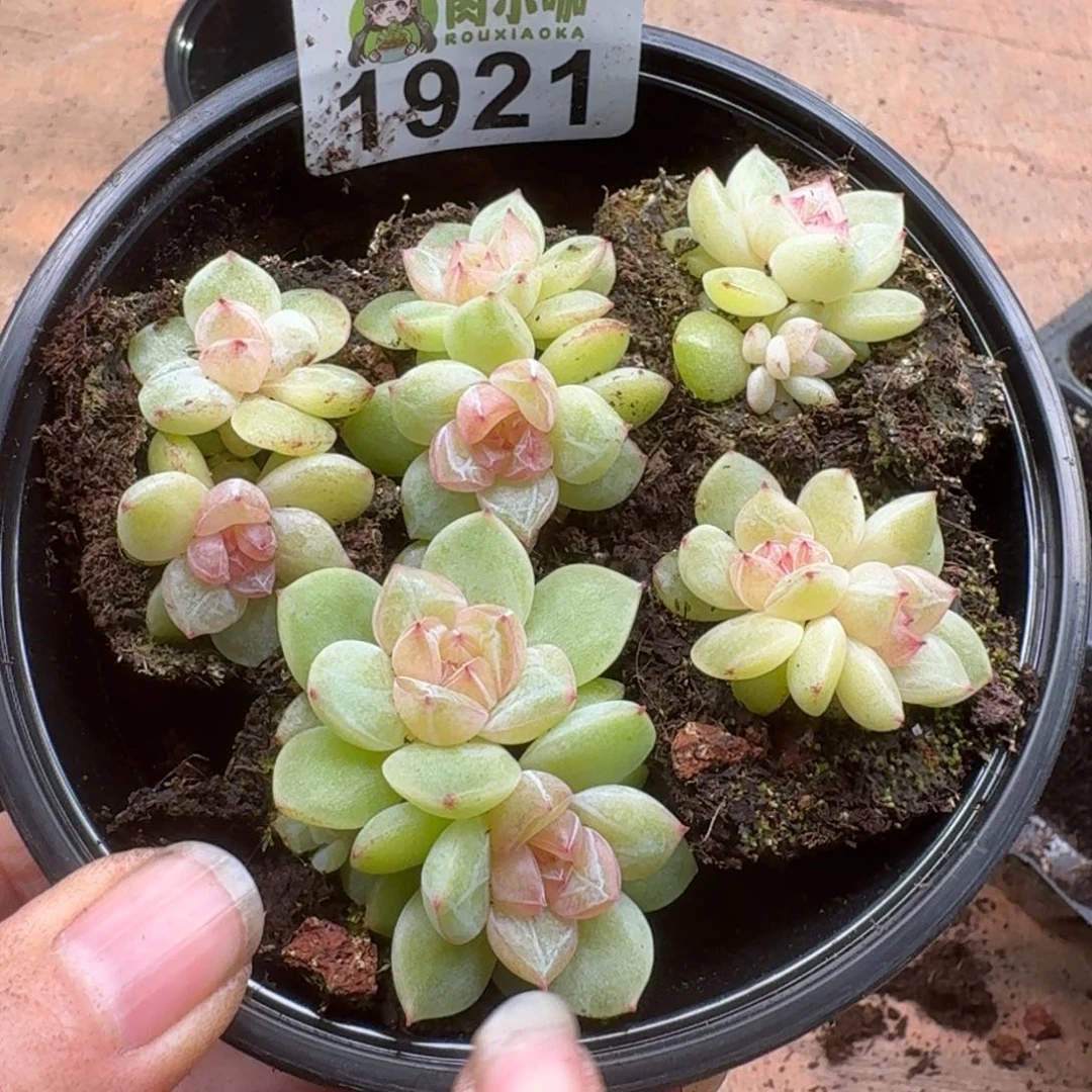 多肉植物多肉植物