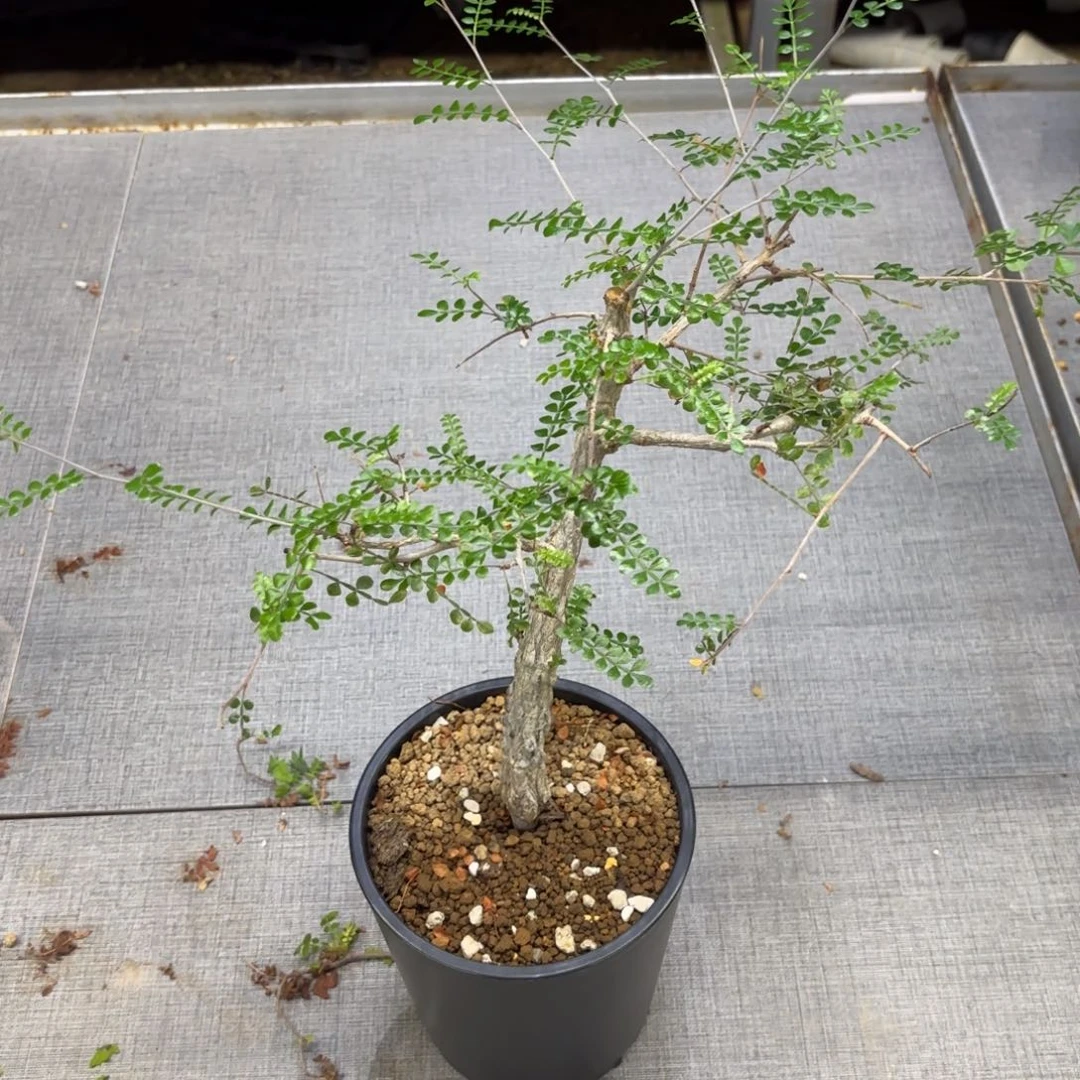 列加q漆树带盆土发货