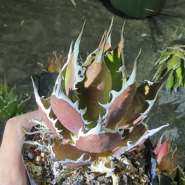 木***玛多肉植物多肉植物