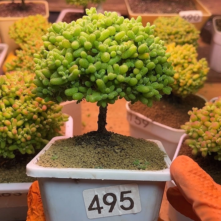 无花朵495金桔糖球