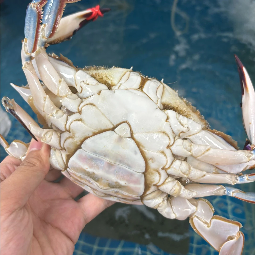 大连快递下午到！带黄母飞蟹【二斤起拍】【保鲜不保活】两/只/有断臂