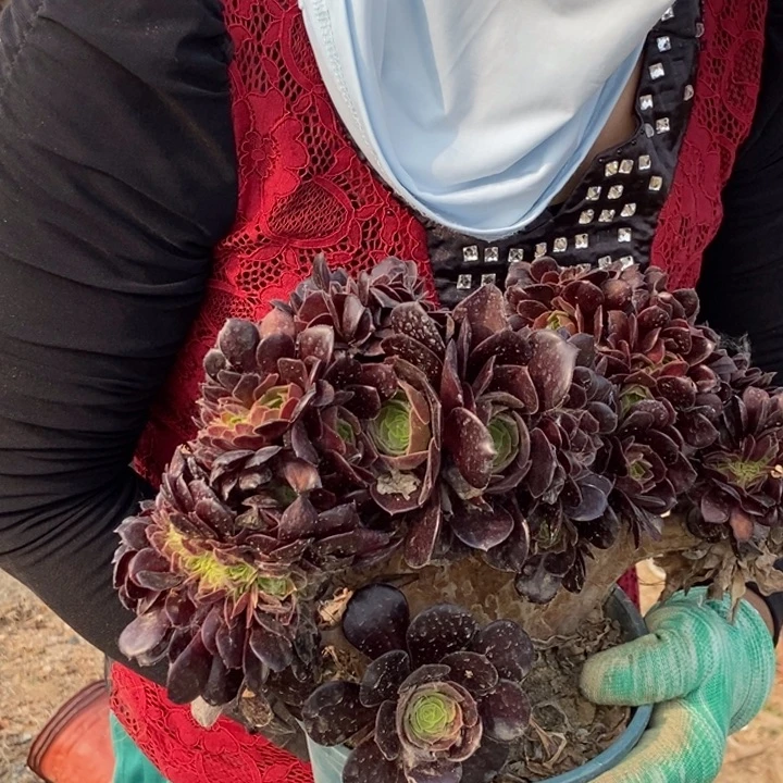 ?**否441欧紫缀化伤老桩