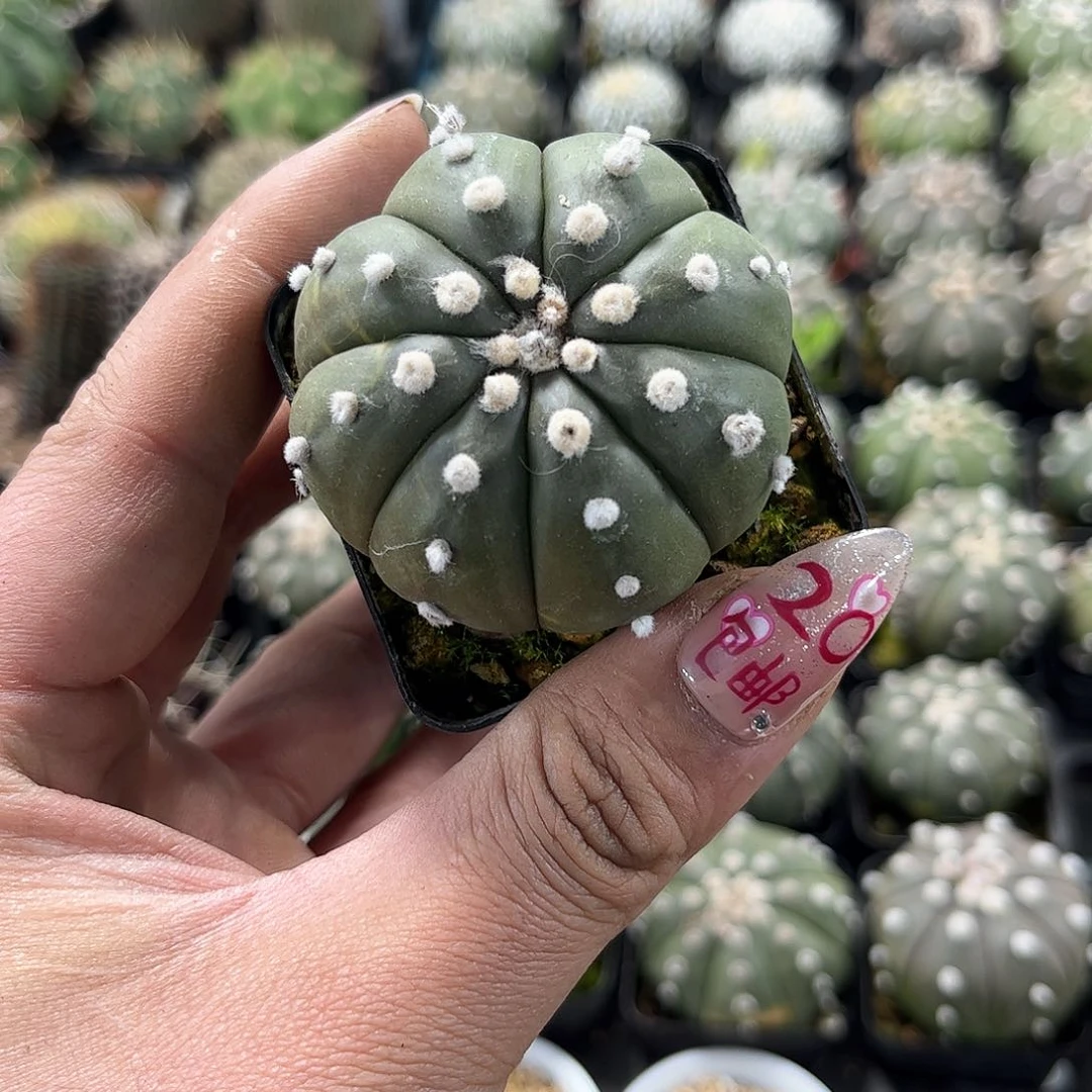 琉璃兜单头发货有根发货