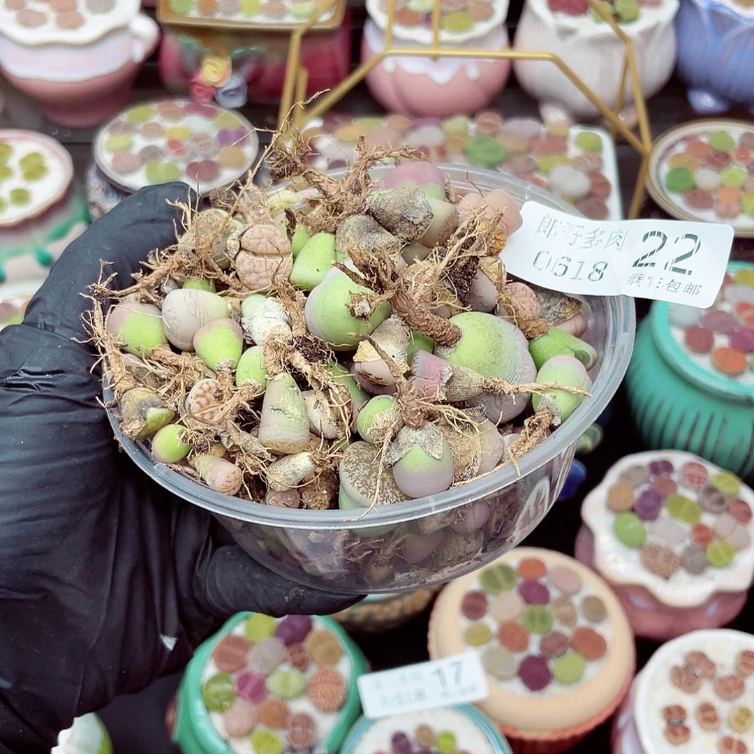 郎哥18包邮0618-22