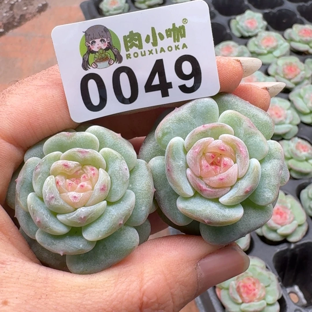 多肉植物多肉植物