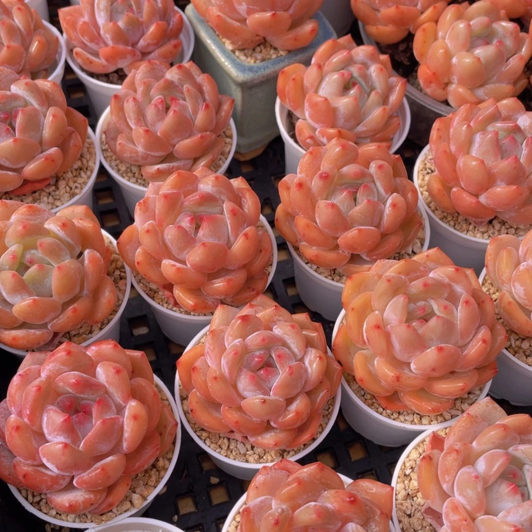 量拍66号 果冻韩版仙女橙单头5个