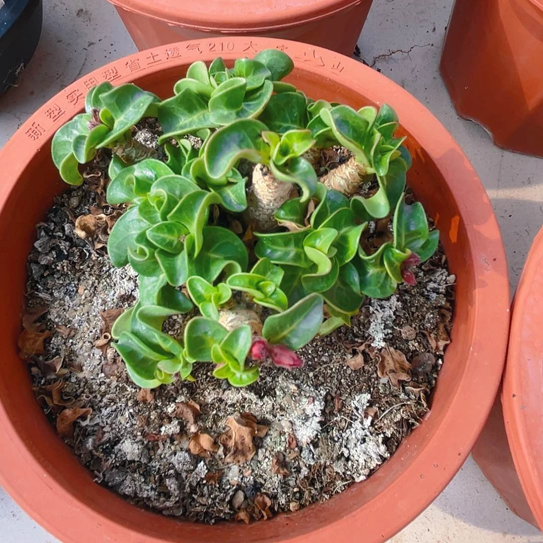 卷叶羊角沙枚，带盆发