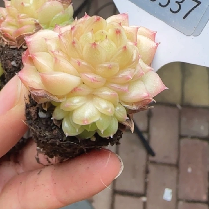 537号  珠光麦秆