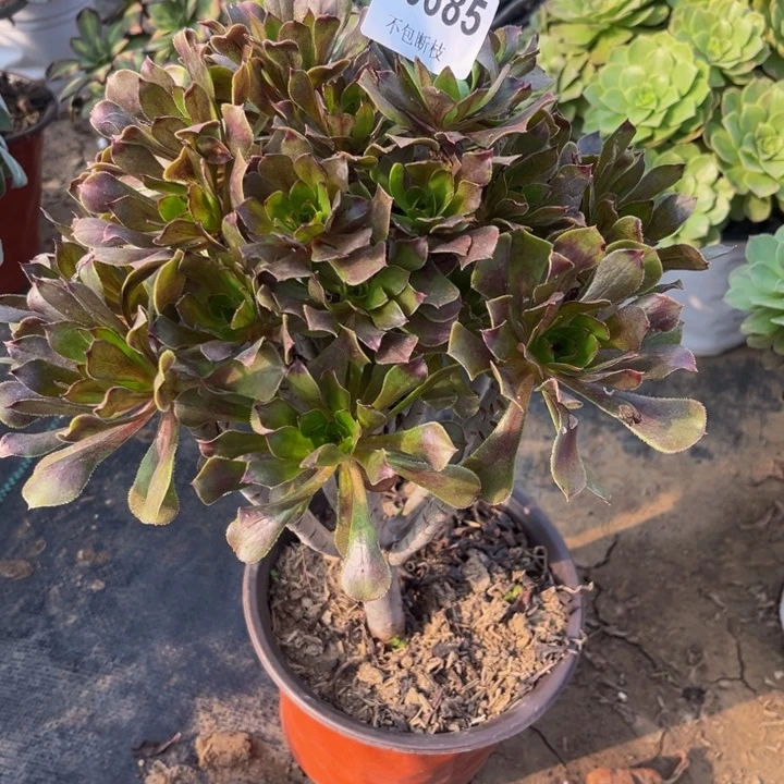 685 多肉法师不包断枝