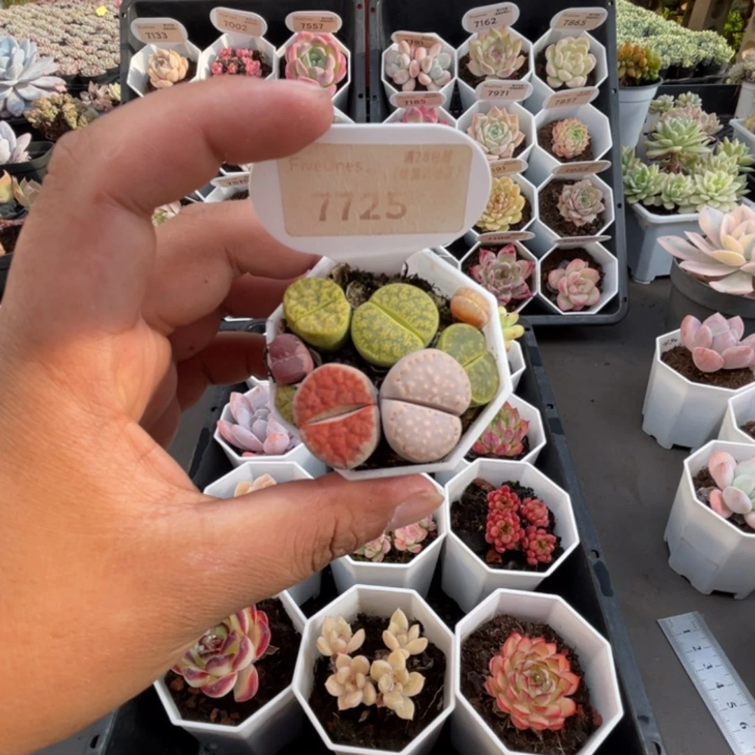 7725生石花4.0厘米