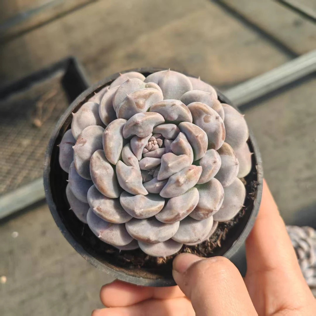 10#富贵菩提多肉植物   前男友精品多肉