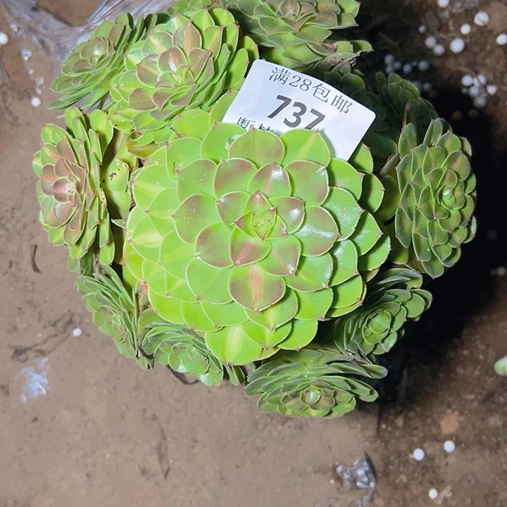 737抹茶多肉植物保护