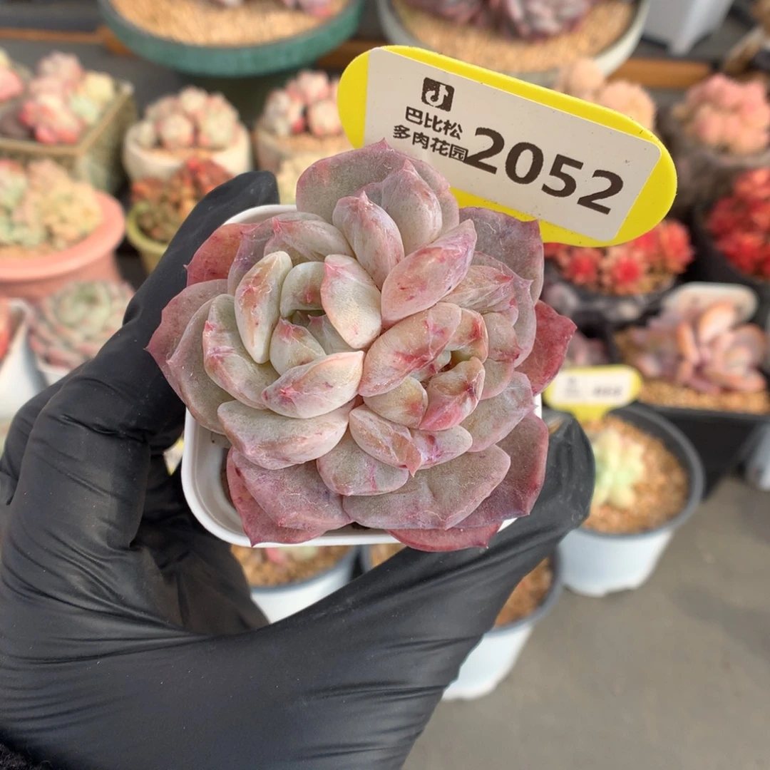 2052 糖心石化多肉