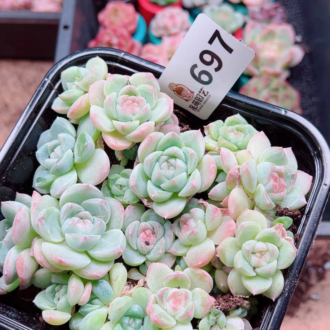 多肉植物多肉植物
