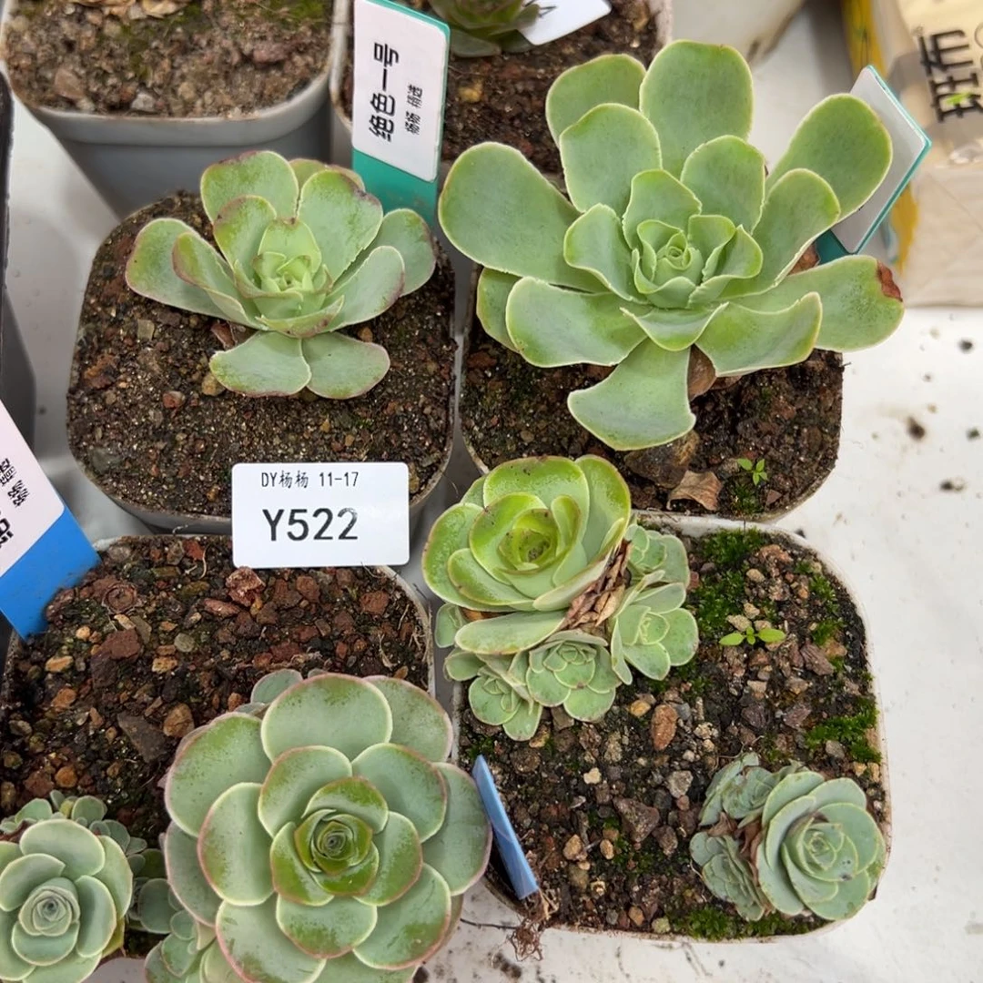 娜***子杨522 绝色一号4颗+黑腐补发1颗