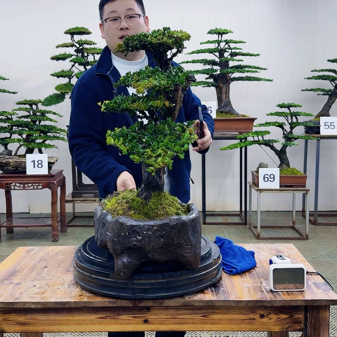 盆景罗汉松造型盆景