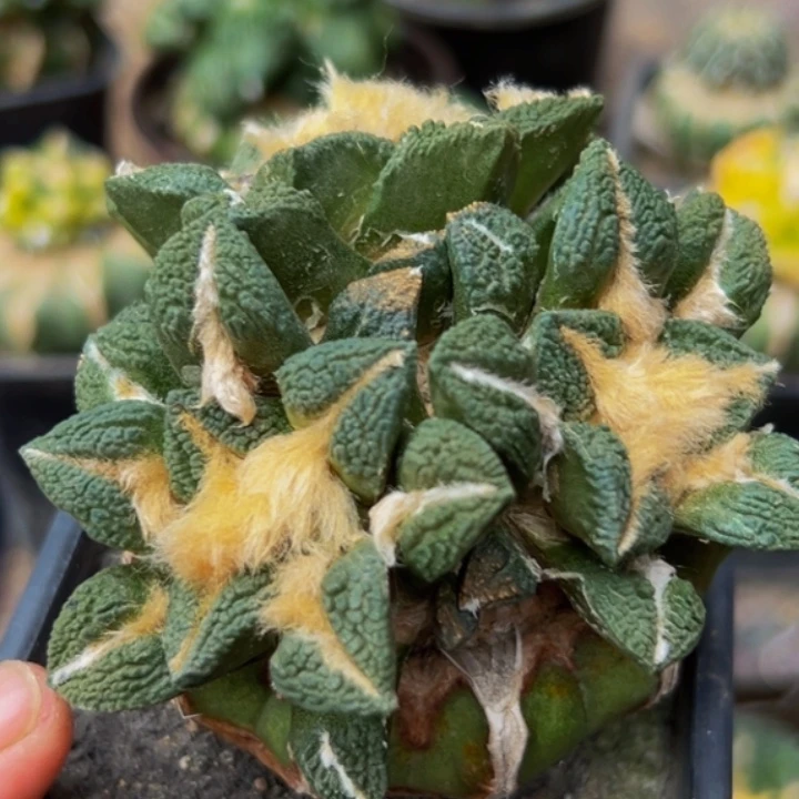 无花朵福利大尤黑牡丹群140