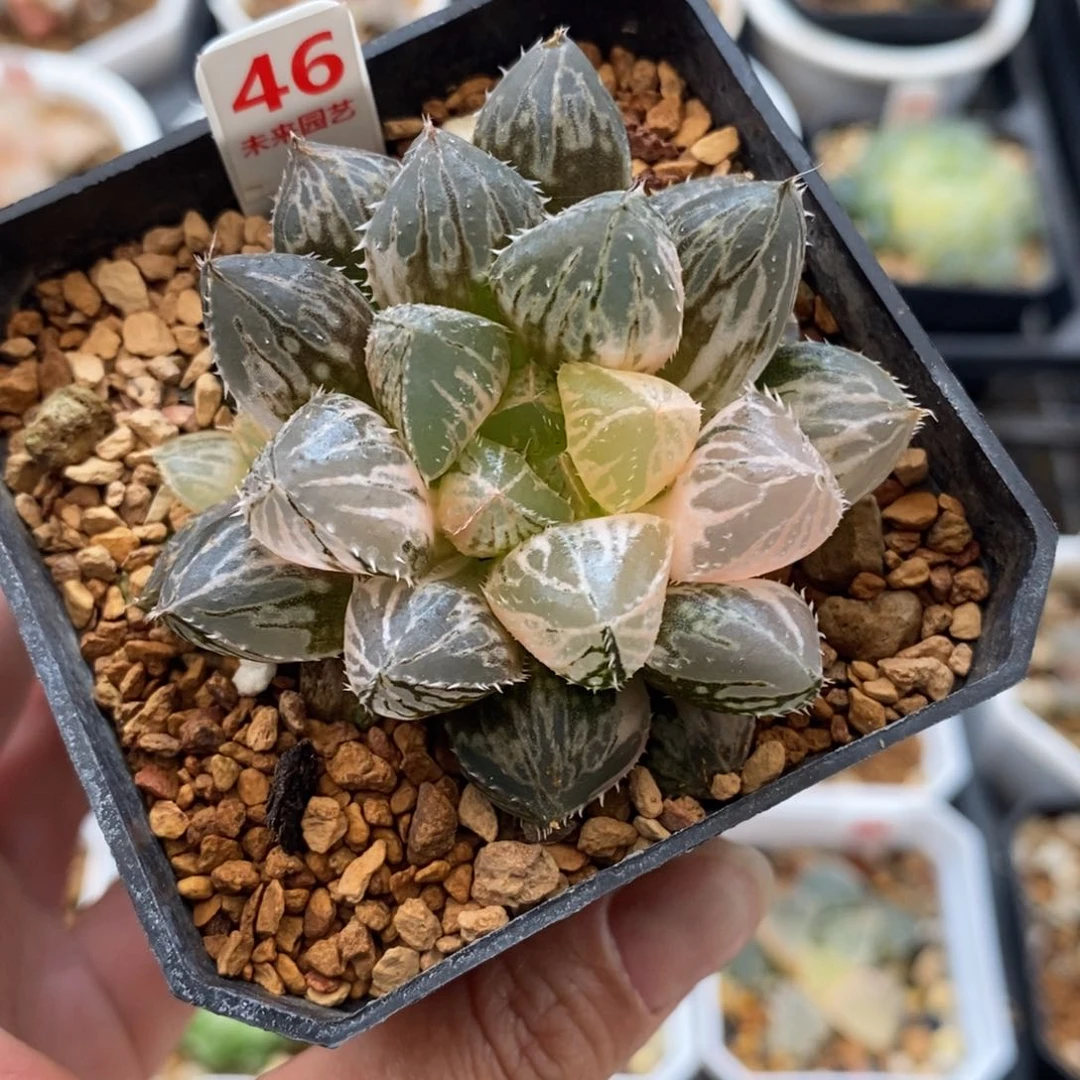 46多头楼兰玉露锦一物一拍