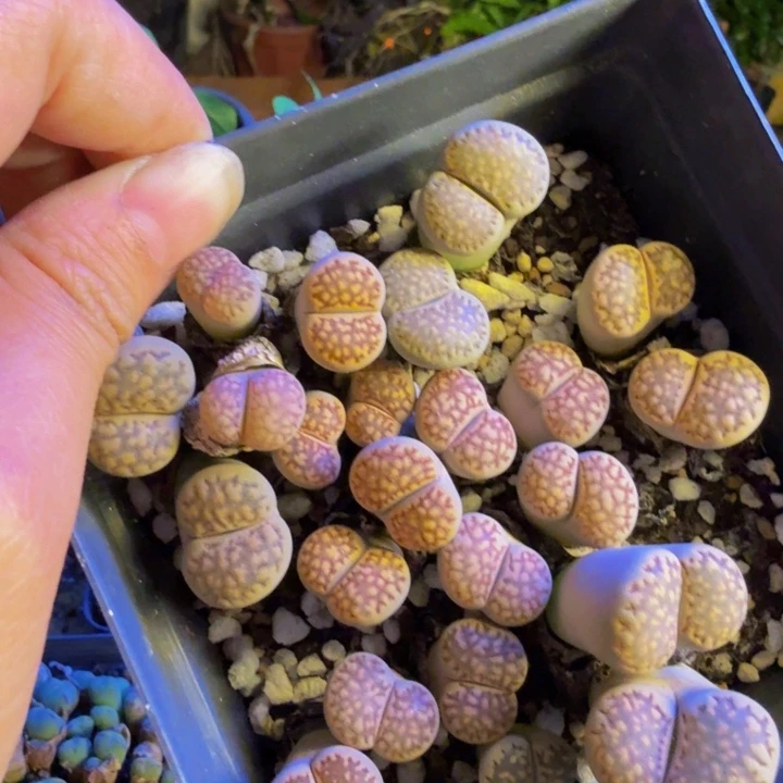 今****呢多肉葡萄的季节80