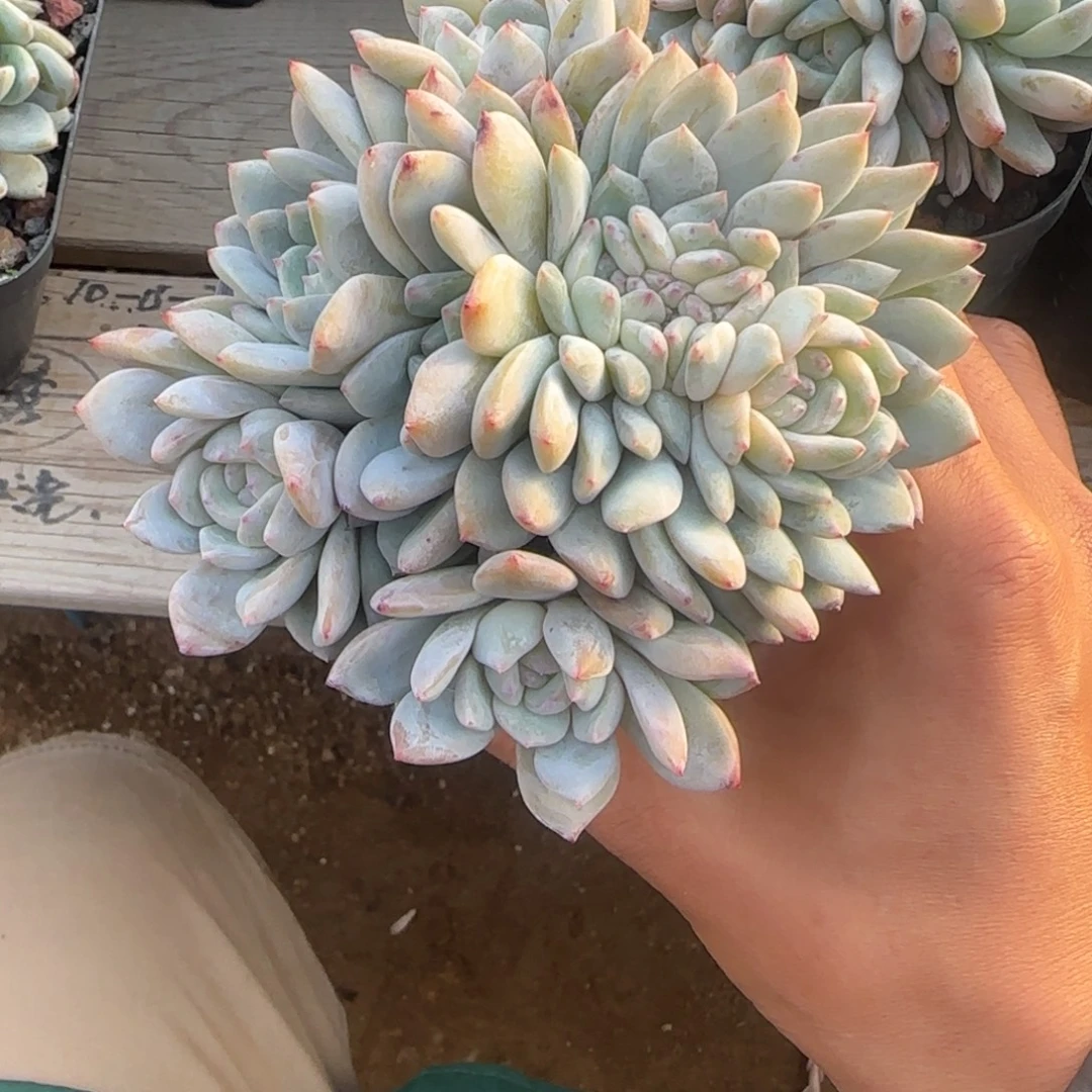 星影缀化五十包邮橙梦露