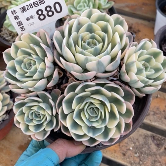 880一一一一一一一一一一一