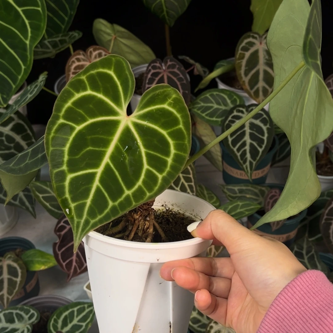 无花朵克莱恩1188