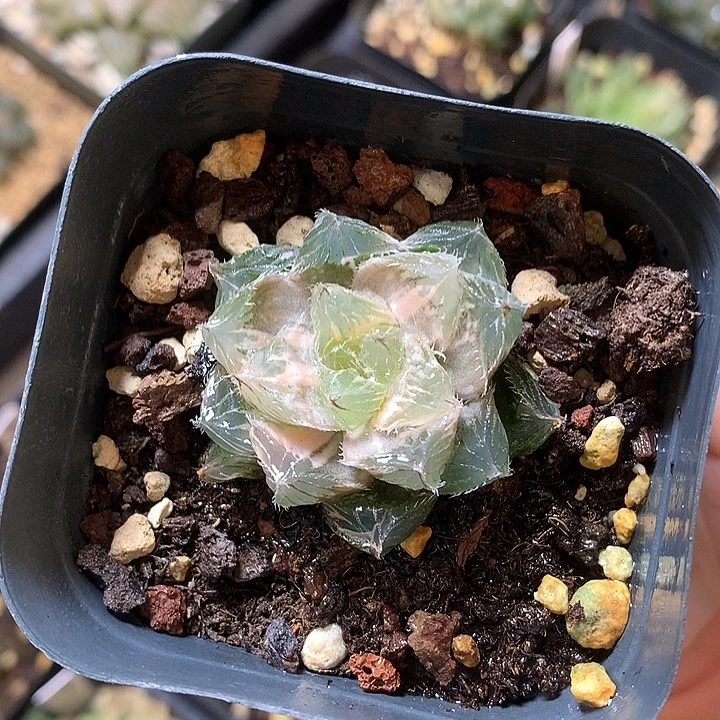 巨大化冰魄玉露锦带盆土发货