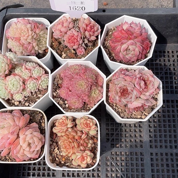 薇薇安园艺多肉1620