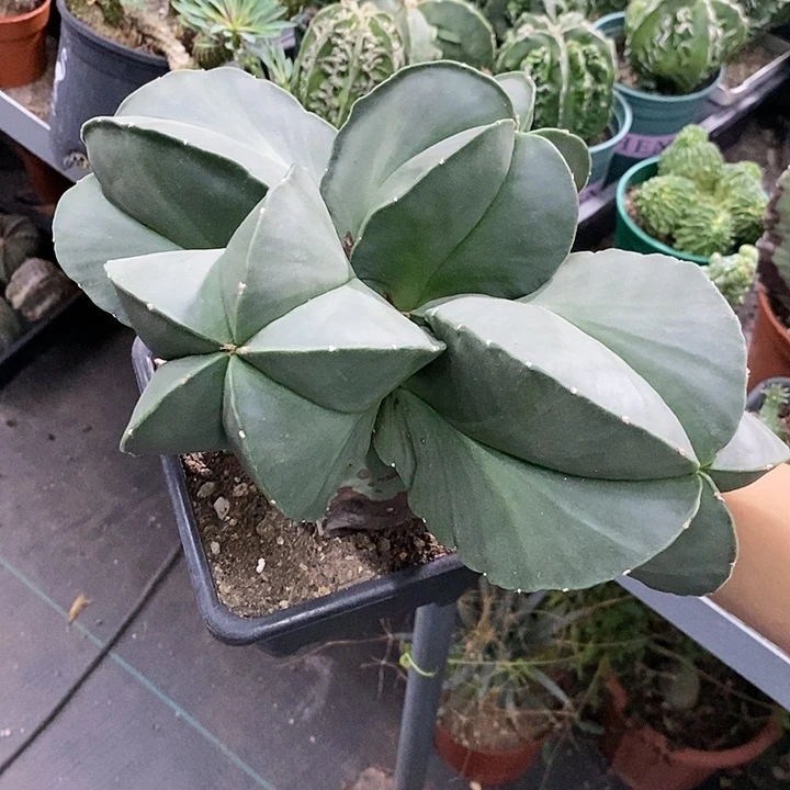骆*?花花草草花花草草
