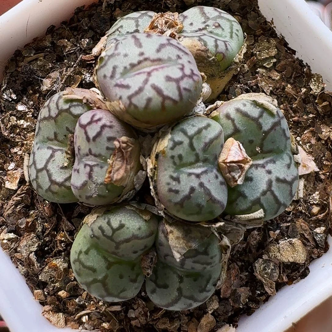 生石花1111111。   235