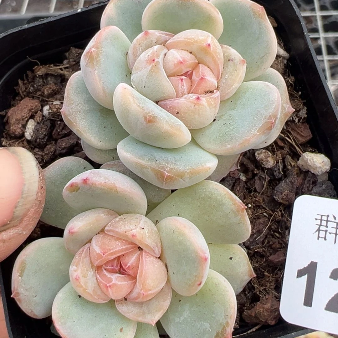 小卡拉米糖心一物一拍12-59