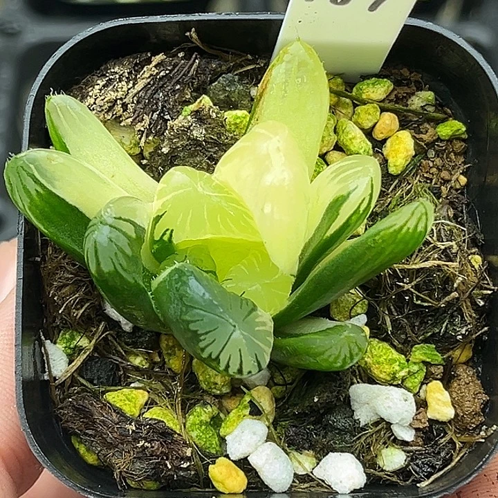 187N1关东大紫玉露锦