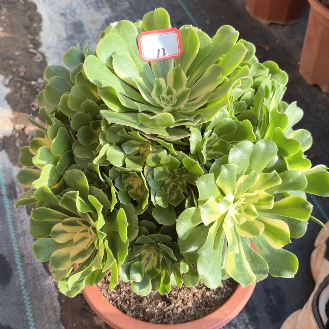 全部花朵12西尼亚多肉植物
