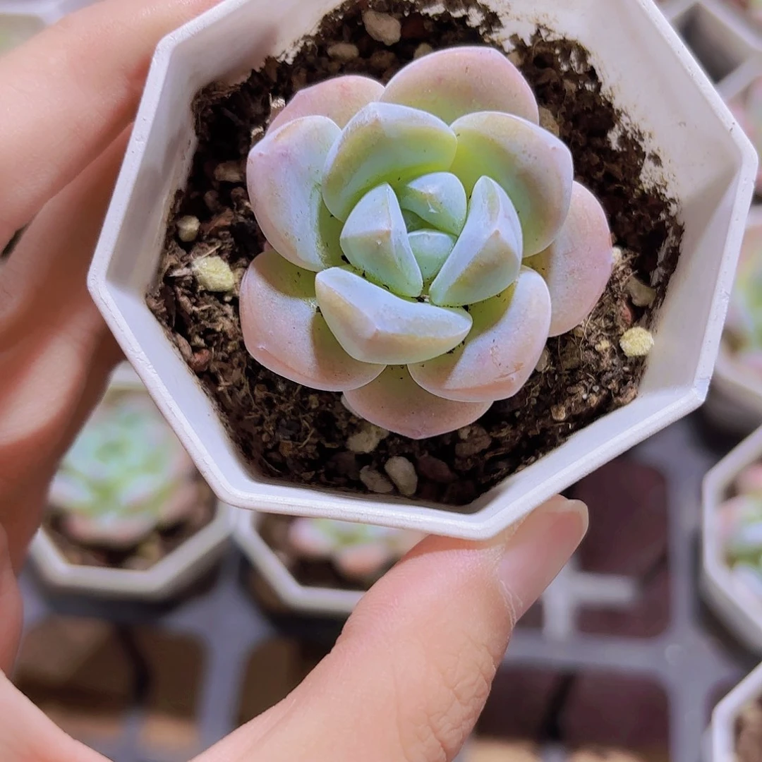精品玉蝴蝶多肉植物