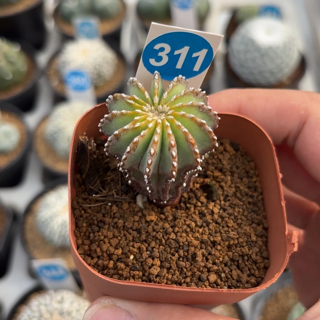 311实生薄叶花笼带盆带土发货