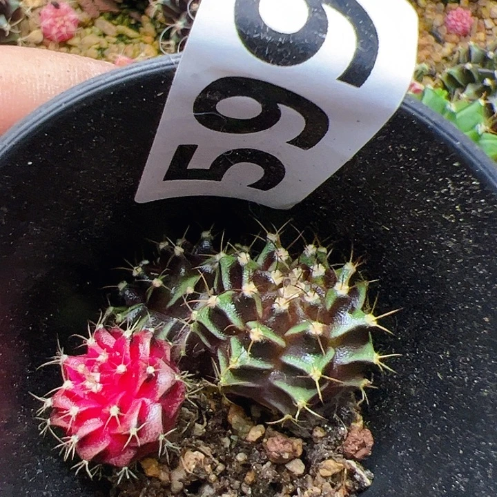 焱****当前无花栽培后可以开花599