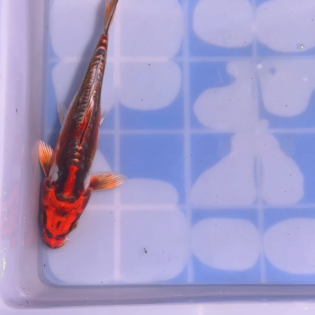 锦鲤精品锦鲤大放漏