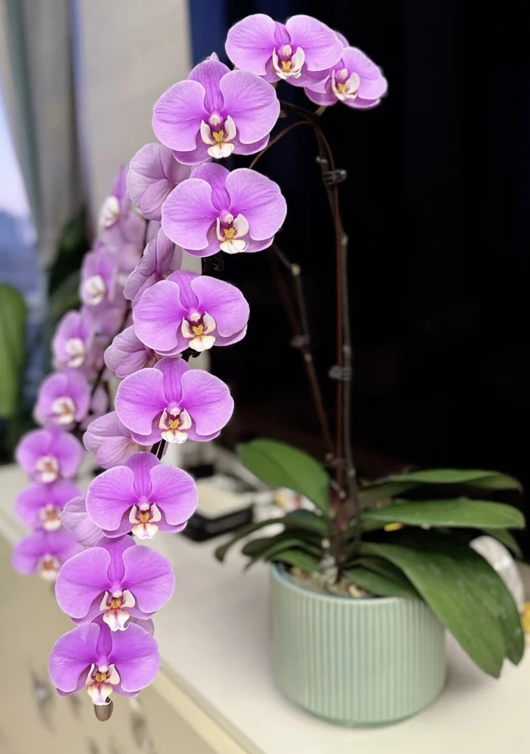 蝴蝶兰【大安娜】3.5寸大苗（无花）粉色超长花期威尼斯