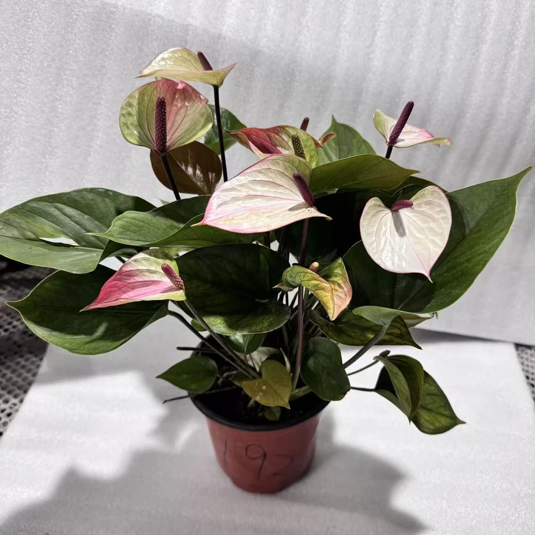 彩色掌一物一拍编号192