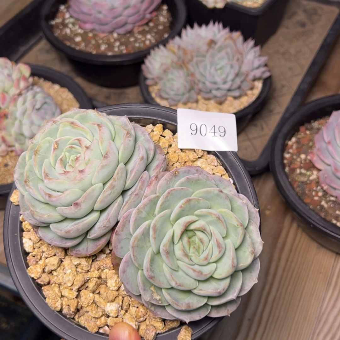 ?****?9049肉多么多么多先生