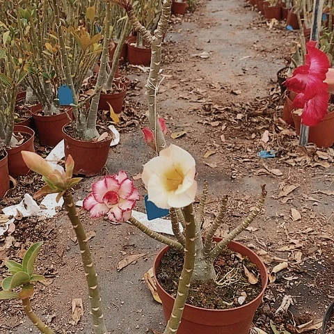 【闪购商品】?****?绿植