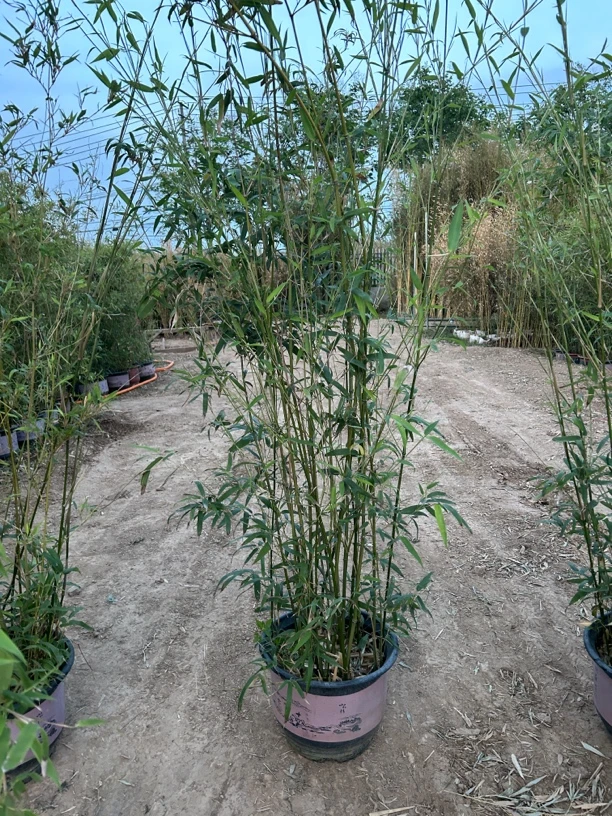 耐寒竹子苗多种品类适合庭院种植四季常青可盆栽观赏