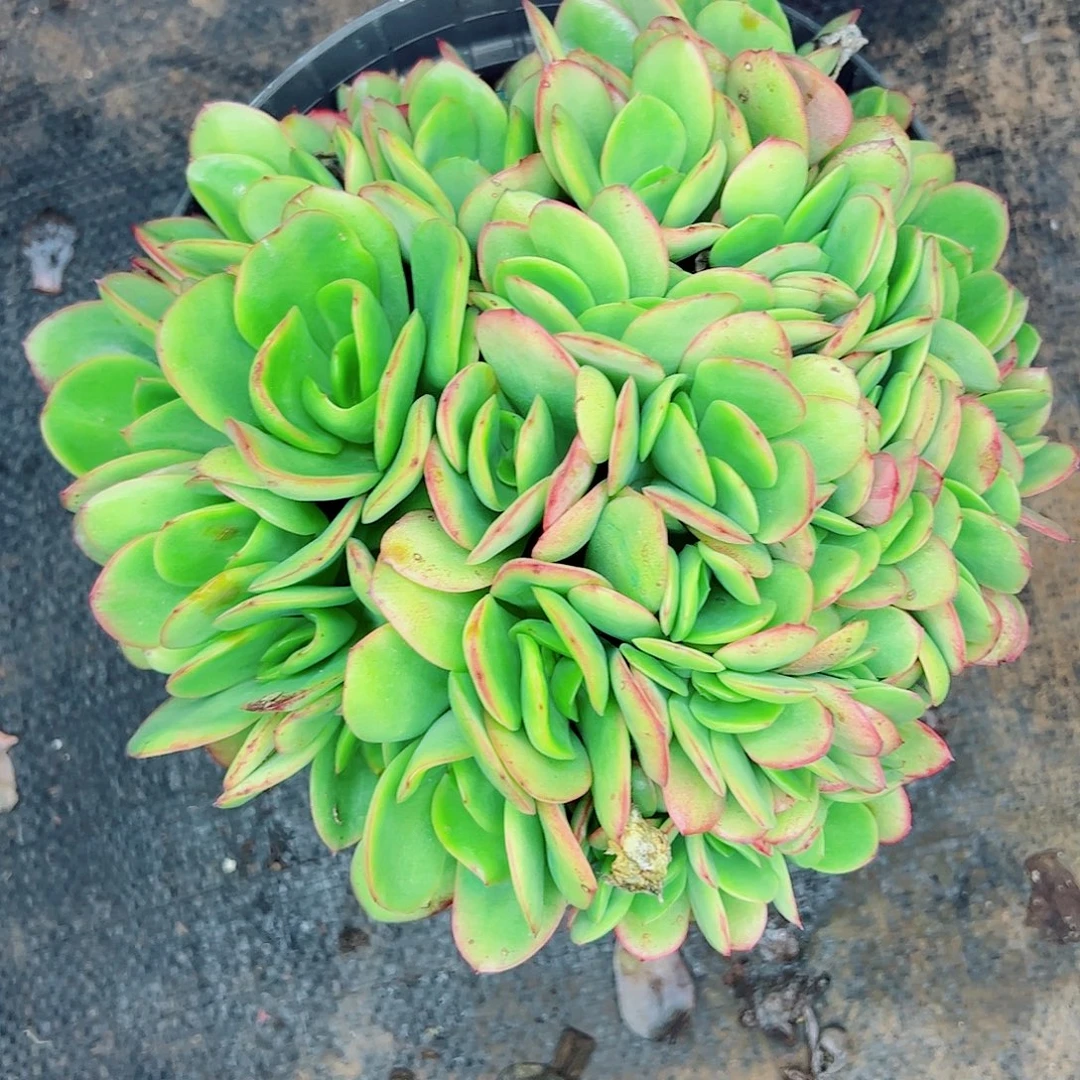 翠花杂群生一物一拍