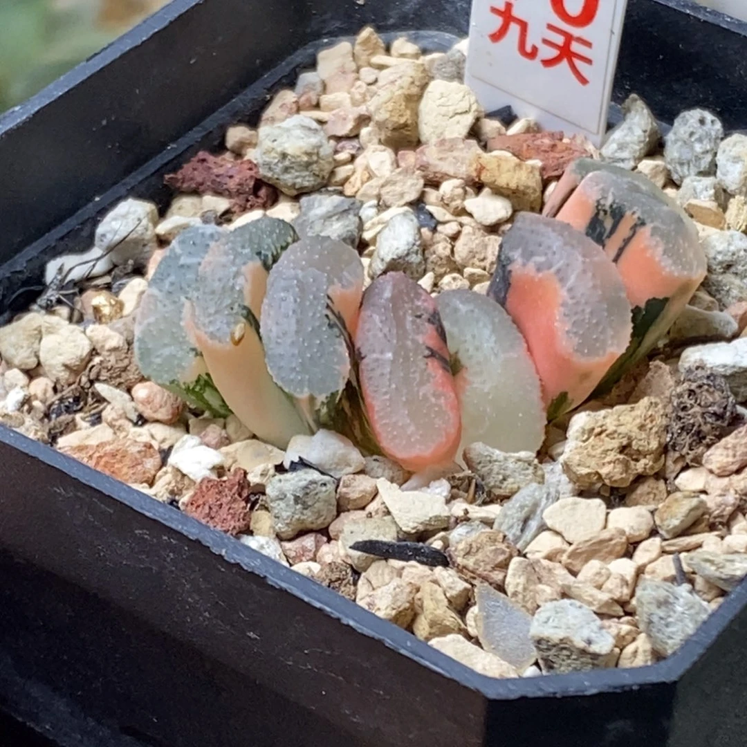 70号浮藻玉扇锦多肉
