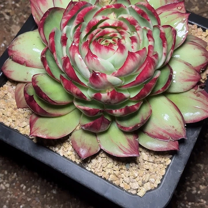 惊鸿仙子多肉植物12