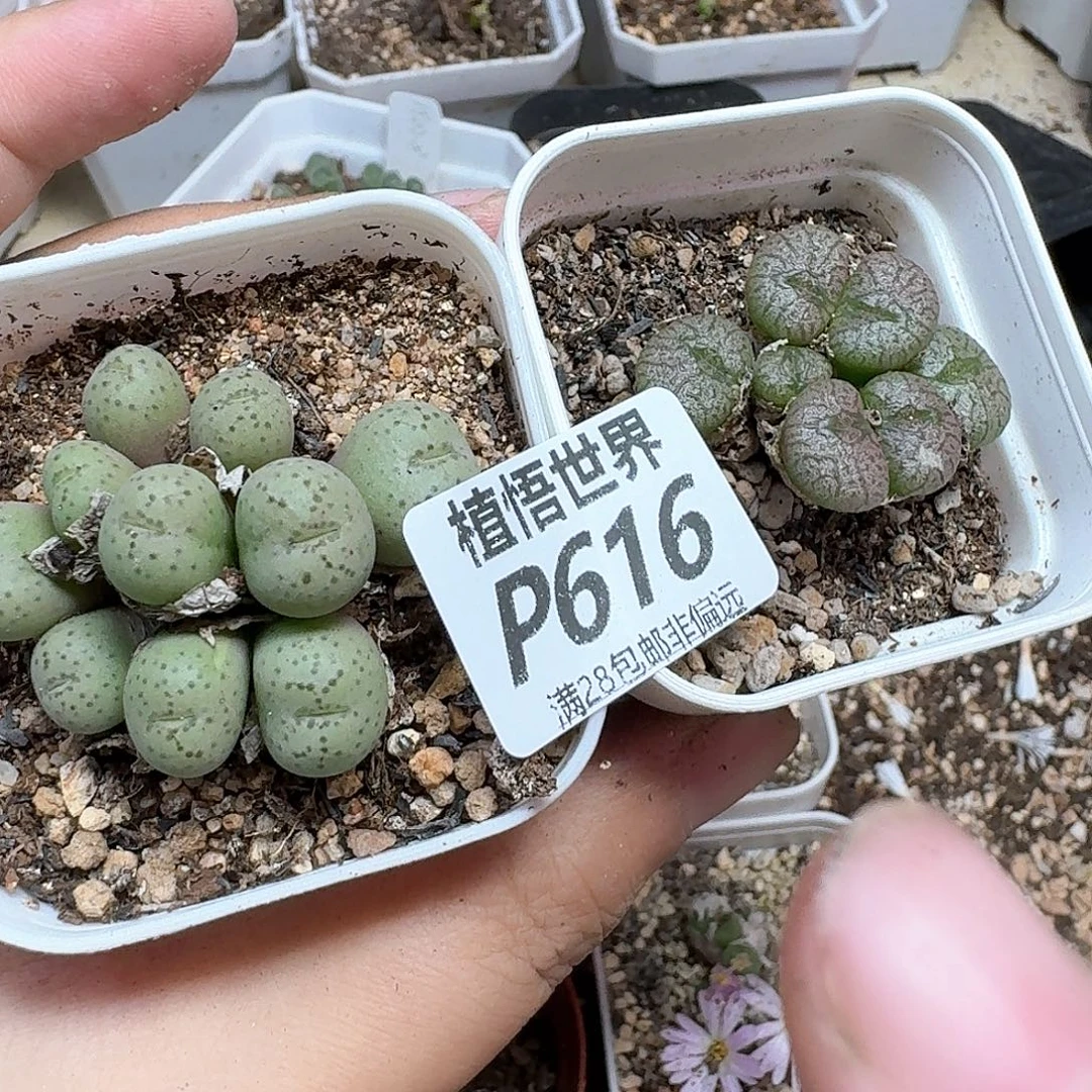 多肉植物的润泽徐