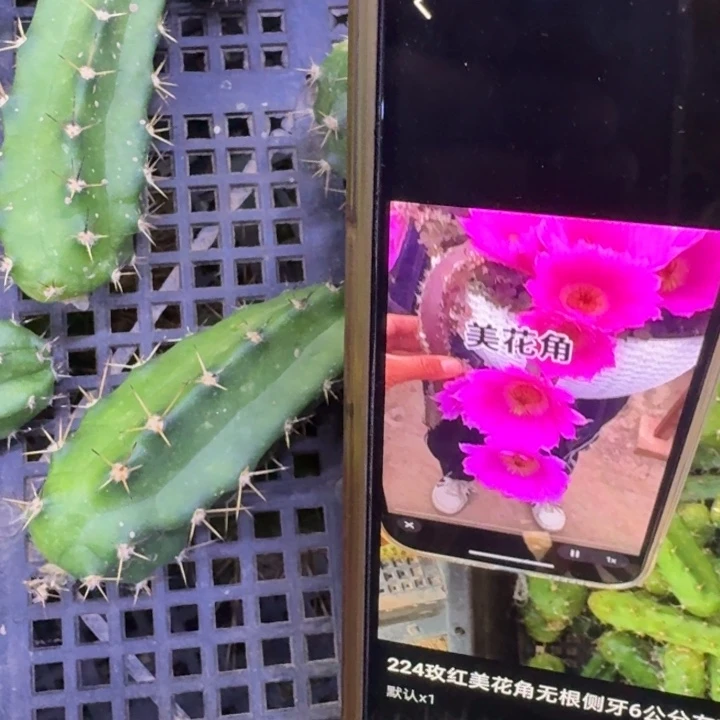 265玫红美花角无根侧牙，20包邮